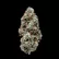 Flower Photo of Mamedica® Medical Cannabis SOG T25